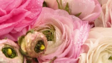 İran tereyağı fincanları. Su damlaları ile güzel soluk pembe ranunculus çiçekler