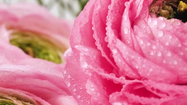 Lattughe Persiane Bellissimi Fiori Rosa Pallido Ranuncolo Con Gocce Acqua — Video Stock