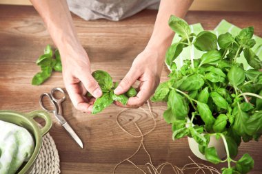 ahşap masa üzerinde eller ve yeşil fesleğen yaprakları yakın çekim kısmi görünümü