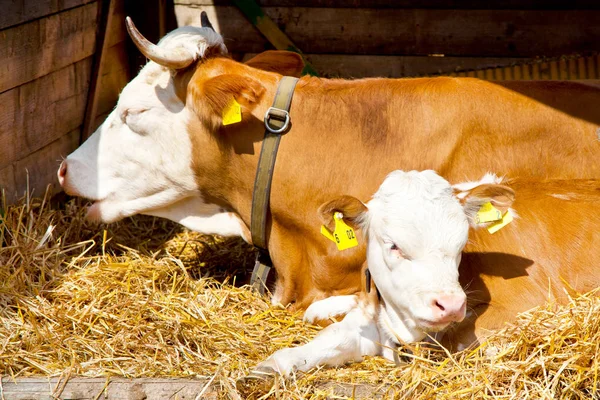 White Brown Cows Lying Farm — Stock Photo, Image