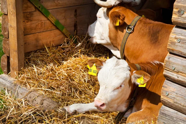 White Brown Cows Lying Farm — Stock Photo, Image
