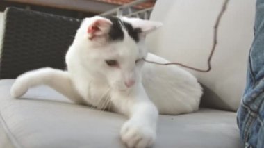 kanepede yatan sevimli yerli shorthair kedi yakın çekim görünümü