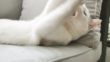 sevimli yerli shorthair kedi yalan ve kanepeüzerinde oynarken yakın çekim görünümü