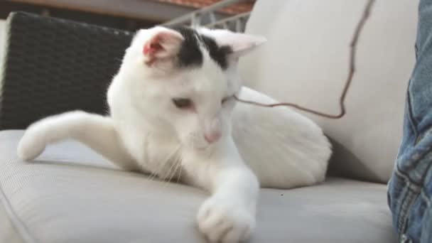 Primo Piano Vista Adorabile Gatto Stenografia Domestico Sdraiato Sul Divano — Video Stock