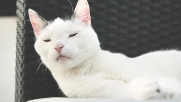 ソファに横たわる愛らしい国内のショートヘア猫のクローズアップビュー — ストック動画