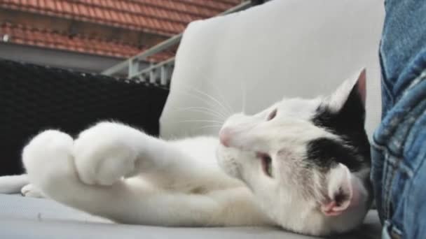 Close View Adorable Domestic Shorthair Cat Lying Playing Sofa — Stock Video