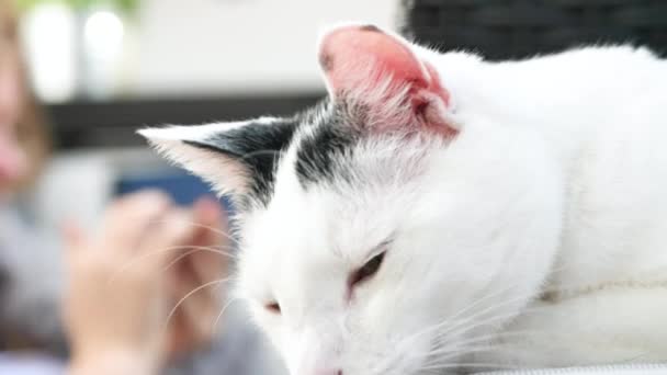 Zbliżenie Uroczych Domowych Kotów Stenografia Leżącego Grając Kanapie — Wideo stockowe