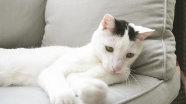 愛らしい国産ショートヘア猫がソファで横たわって遊んでいるクローズアップビュー — ストック動画