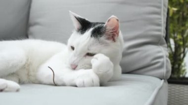 sevimli yerli shorthair kedi yalan ve kanepeüzerinde oynarken yakın çekim görünümü