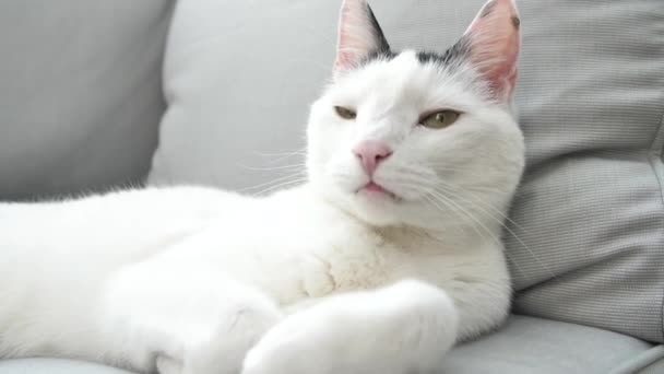 Nahaufnahme Einer Entzückenden Hauskatze Die Auf Einem Grauen Sofa Liegt — Stockvideo