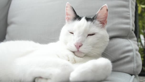 Zbliżenie Uroczy Krajowy Kot Stenografia Leżącego Odpoczynku Szarej Kanapie — Wideo stockowe