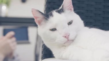 kanepede yatan sevimli evcil kedi okşayarak kadın kırpılmış çekim