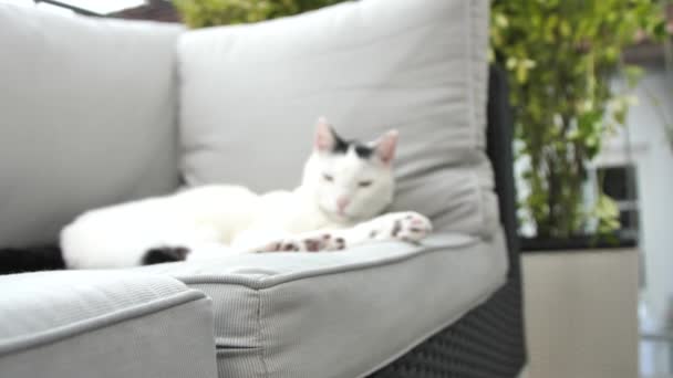 愛らしい国産ショートヘア猫が横たわって灰色のソファに横たわって休んでいるクローズアップビュー — ストック動画