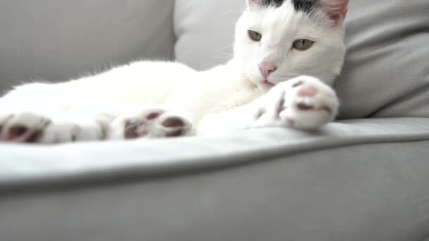 Nahaufnahme Einer Entzückenden Hauskatze Die Auf Einem Grauen Sofa Liegt — Stockvideo