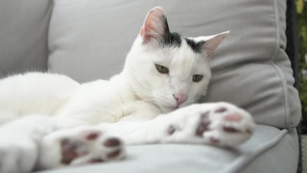 Close View Adorable Domestic Shorthair Cat Lying Resting Grey Sofa — Stock Video