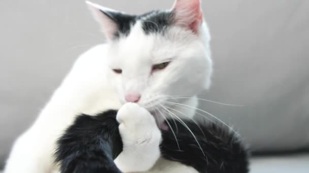 Kanepede Sevimli Yerli Shorthair Kedi Damat Yakın Çekim Görünümü — Stok video