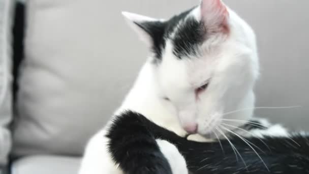 Närbild Bedårande Inhemska Stenografien Katt Grooming Soffan — Stockvideo