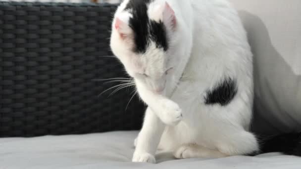 ソファで愛らしい国内のショートヘア猫のグルーミングのクローズアップビュー — ストック動画