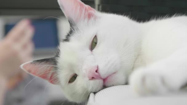Close View Adorable Domestic Cat Lying Sofa Looking Camera — Stok Video