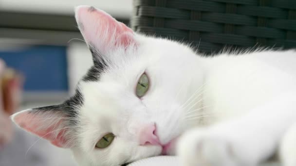 Close View Adorable Domestic Cat Lying Sofa Looking Camera — Stock Video