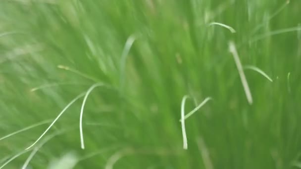 Vue Rapprochée Belles Plantes Vertes Poussant Dans Jardin Mise Point — Video