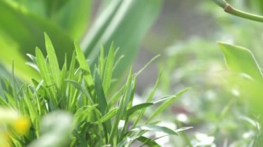 Bahçede yetişen güzel yeşil bitkilerin yakın çekim görüntüsü, seçici odaklanma