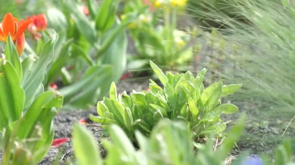 庭で育つ美しい緑の植物のクローズアップビュー 選択的な焦点 — ストック動画