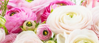 Açık arka planda soluk pembe ranunculus çiçek demet. Duvar Kağıdı, Yatay fotoğraf 