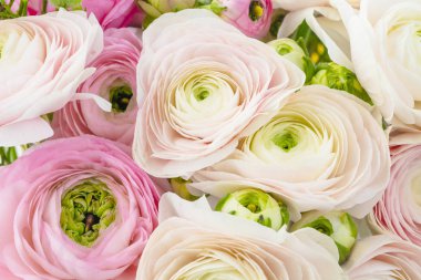 güzel Farsça buttercups yakın çekim görünümü. Açık arka planda soluk pembe ranunculus çiçek Demet 