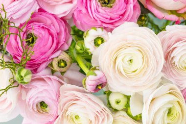 güzel Farsça buttercups yakın çekim görünümü. Açık arka planda soluk pembe ranunculus çiçek Demet 