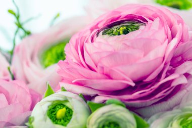 İran tereyağı fincanları. Açık arka planda soluk pembe ranunculus çiçek demet. Duvar Kağıdı, Yatay fotoğraf 