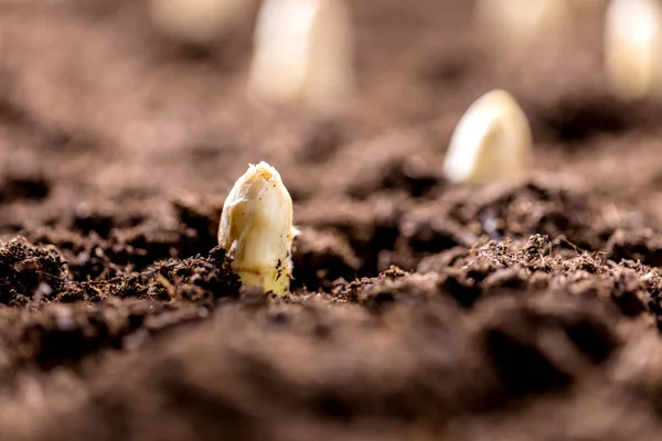 Vue Rapprochée Des Asperges Blanches Qui Poussent Sur Sol Ferme — Photo