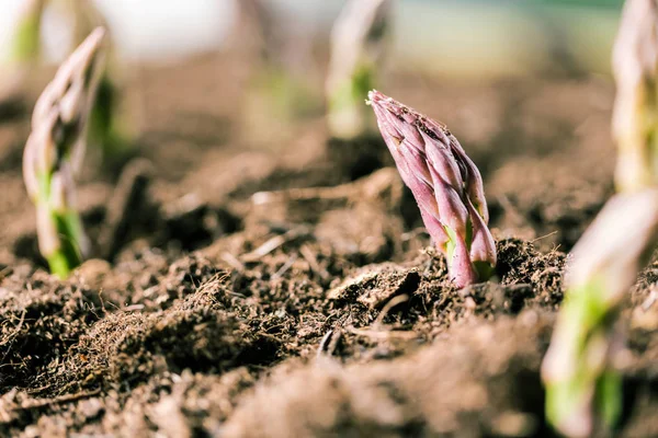 Zbliżenie Zielonymi Szparagami Rosnące Glebie Bio Farm Selektywny Fokus — Zdjęcie stockowe