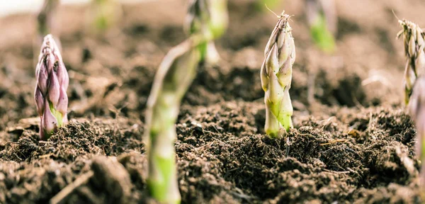 バイオファームで土壌に生育する健康なアスパラガスのクローズアップビュー 農業コンセプト — ストック写真