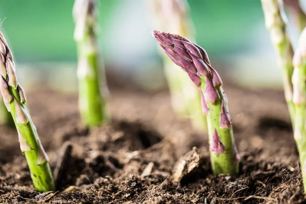バイオファームで土壌に生育する緑のアスパラガスのクローズアップビュー バックライト — ストック写真