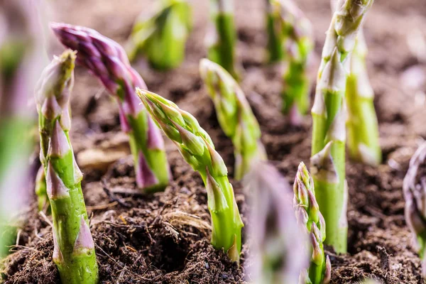 Zbliżenie Zielonymi Szparagami Rosnące Glebie Bio Farm Koncepcja Rolnictwa — Zdjęcie stockowe