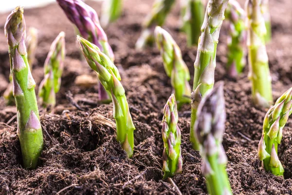 Zbliżenie Zielonymi Szparagami Rosnące Glebie Bio Farm Koncepcja Rolnictwa — Zdjęcie stockowe