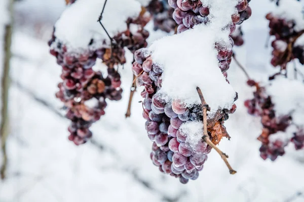 Ijs Wijn Wijn Rode Druiven Voor Ijs Wijn Winter Voorwaarde — Stockfoto