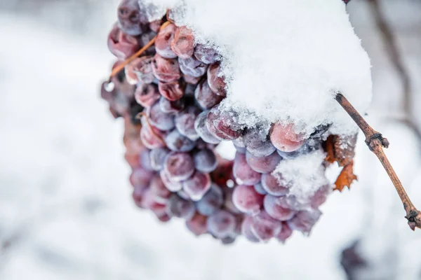 Ijs Wijn Wijn Rode Druiven Voor Ijs Wijn Winter Voorwaarde — Stockfoto