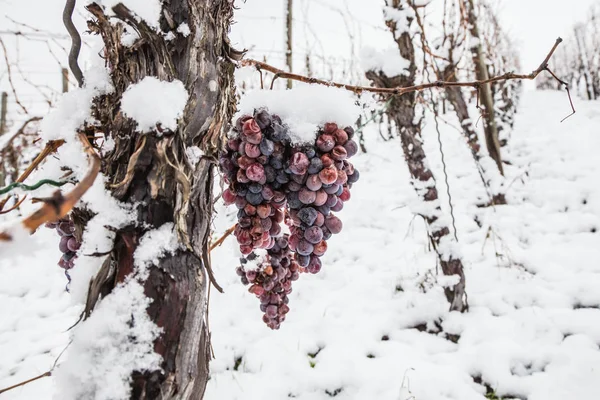 Vinho Gelado Vinho Uvas Tintas Para Vinho Gelo Condições Inverno — Fotografia de Stock