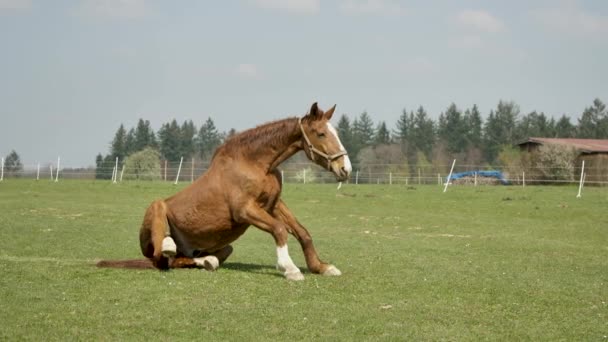 Άλογο Βόσκησης Ένα Πράσινο Πεδίο Στην Ύπαιθρο — Αρχείο Βίντεο