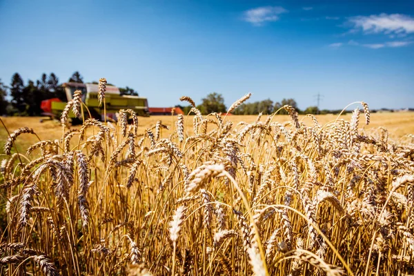 Agricultural Machine Harvesting Wheat Field — Stock Photo, Image