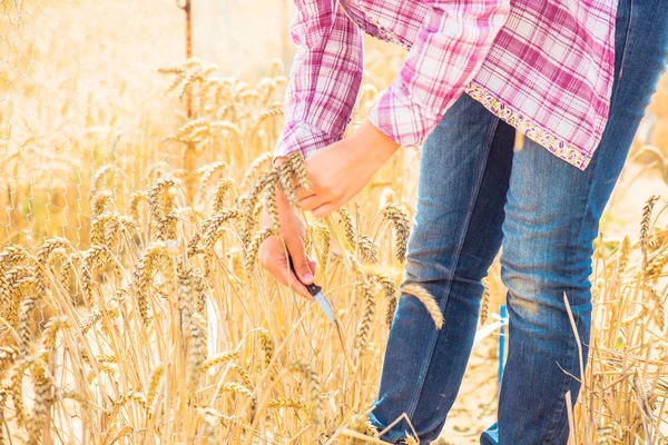 Cropped Shot Young Woman Holding Knife Wheat Field — Stock Photo, Image