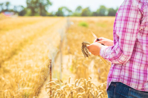 Обрізаний Знімок Молодої Жінки Тримає Ніж Пшеничному Полі — стокове фото