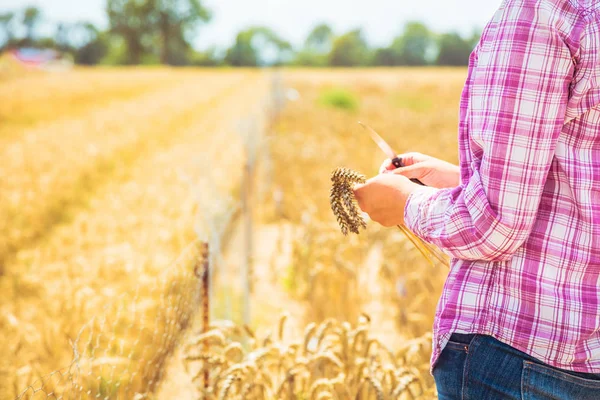 Cropped Shot Young Woman Holding Knife Wheat Field — Stock Photo, Image