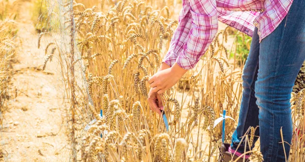 Cropped Shot Young Woman Holding Knife Wheat Field — Stock Photo, Image