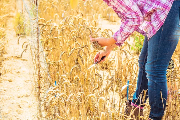 Partial View Person Holding Golden Wheat Ears Field — Stock Photo, Image