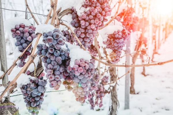 Vinho Uvas Tintas Para Vinho Gelo Condições Inverno Neve — Fotografia de Stock