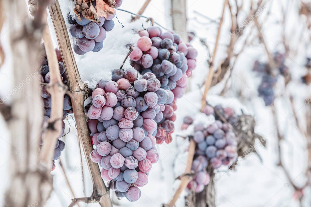 Wine red grapes for ice wine in winter condition and snow. 