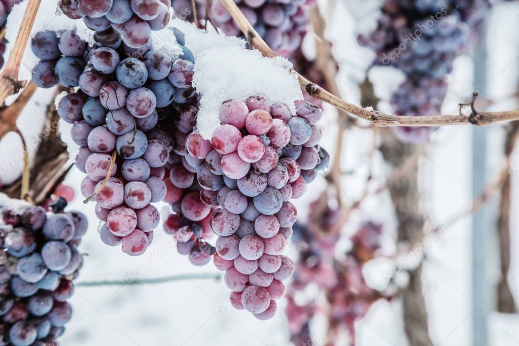 close-up view of bunches of red grapes for ice wine in winter condition and snow.